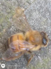 Apis mellifera