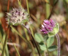 Trifolium barbigerum