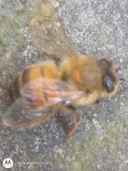 Apis mellifera