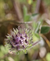 Trifolium barbigerum