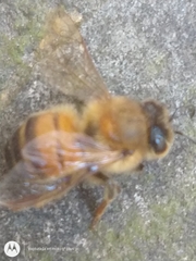 Apis mellifera