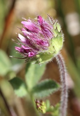 Trifolium barbigerum