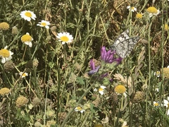 Melanargia russiae