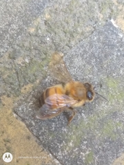Apis mellifera