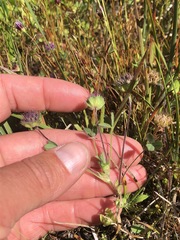 Trifolium barbigerum