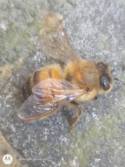 Apis mellifera