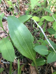 Echinacea laevigata
