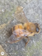 Apis mellifera
