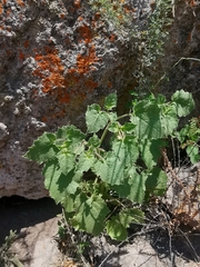 Physalis glutinosa
