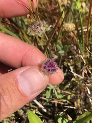 Trifolium barbigerum