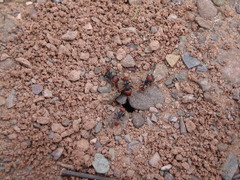 Pogonomyrmex rastratus