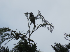 Periparus ater