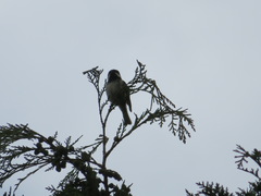 Periparus ater