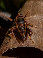 Teuchocnemis bacuntius