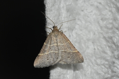 Perigune narbonea