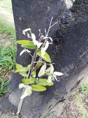 Brachylaena discolor