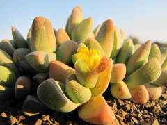 Rhinephyllum comptonii