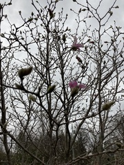 Magnolia loebneri