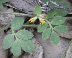 Acmispon heermannii orbicularis