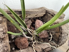 × Brassocattleya