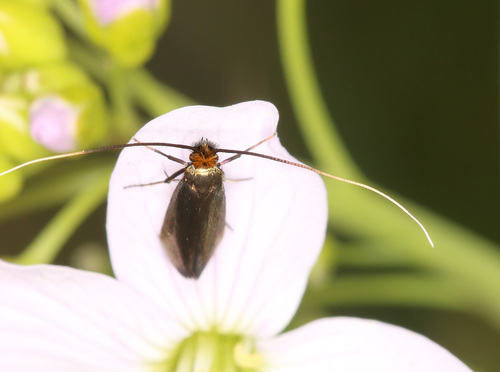 Cauchas rufimitrella