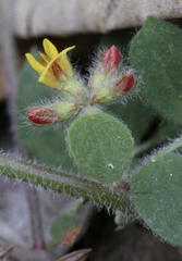 Acmispon heermannii orbicularis