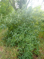 Buddleja davidii