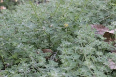 Acmispon heermannii orbicularis