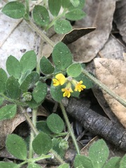 Acmispon heermannii orbicularis