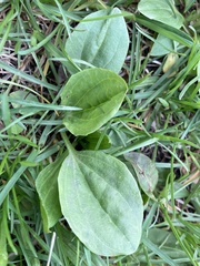 Plantago