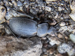 Calosoma luxatum