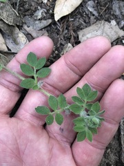 Acmispon heermannii orbicularis