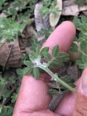 Acmispon heermannii orbicularis