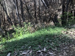 Acmispon heermannii orbicularis