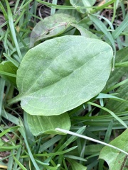 Plantago