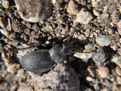 Calosoma luxatum