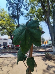 Chiranthodendron