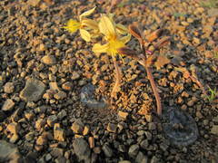 Bulbine mesembryanthemoides