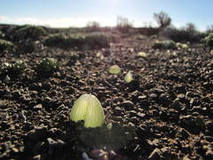 Bulbine mesembryanthemoides