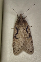 Semioscopis steinkellneriana