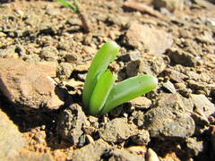 Bulbine succulenta