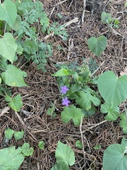 Pseuderanthemum praecox