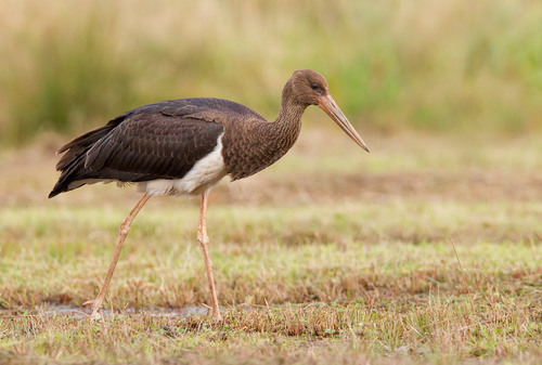 Black Stork
