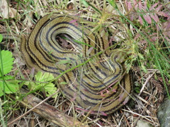Elaphe quadrivirgata