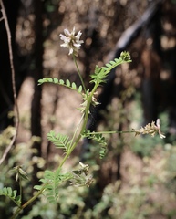 Astragalus agnicidus