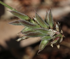 Astragalus agnicidus