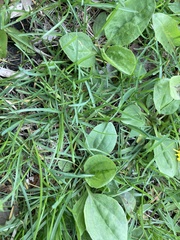 Plantago