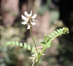 Astragalus agnicidus