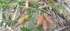 Astragalus boeticus