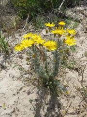 Leysera gnaphalodes